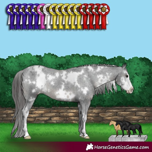 Horse Color:White Spotted Black Sabino Appaloosa 
