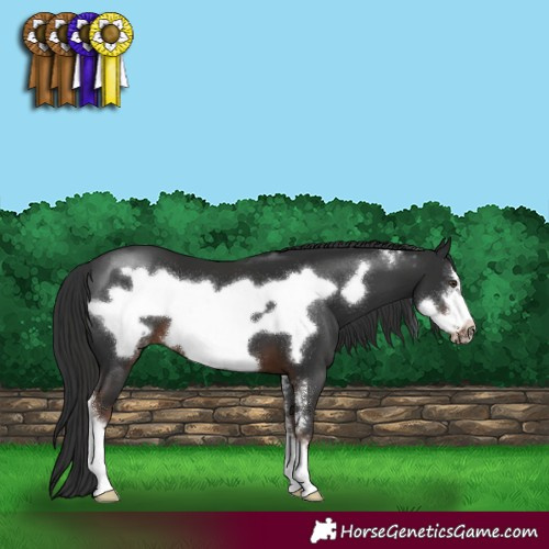 Horse Color:Liver Chestnut Sabino Frame 