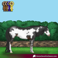 Horse Color:Liver Chestnut Sabino Frame 