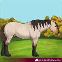 Horse Color:Bay Roan Dun 