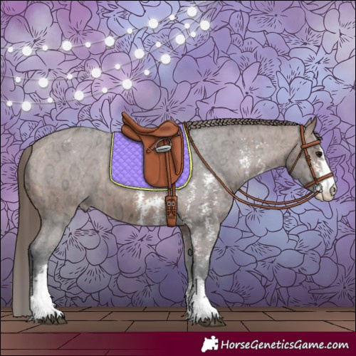 Horse Color:Bay Ice Sabino Appaloosa 