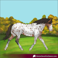 Horse Color:White Spotted Bay Appaloosa Rabicano 