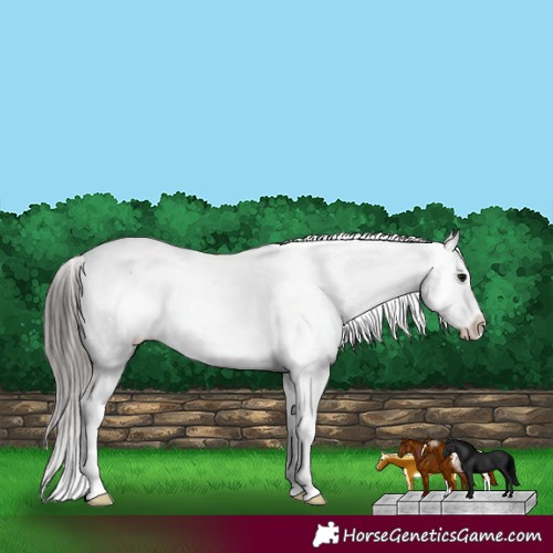 Horse Color:White Spotted Black Sabino Varnish 