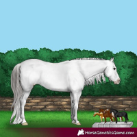 Horse Color:White Spotted Black Sabino Varnish 
