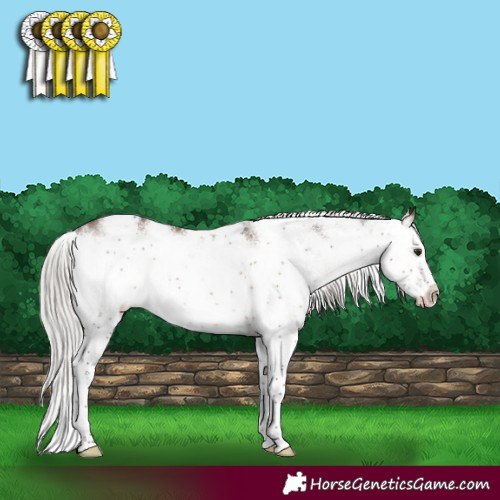 Horse Color:Silver Brown Dun Sabino Rabicano 