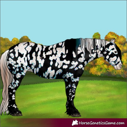 Horse Color:White Spotted Bay Dun Appaloosa 