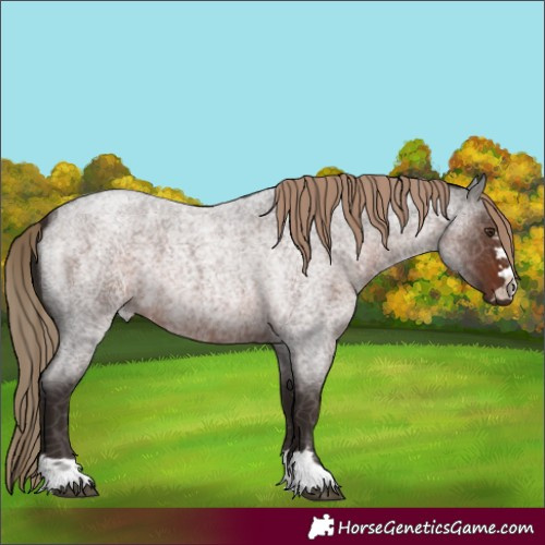 Horse Color:Liver Red Roan 
