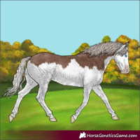 Horse Color:Silver Black Splash Rabicano 