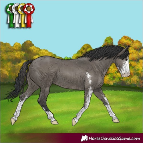 Horse Color:Grullo Sabino