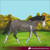 Horse Color:Grullo Sabino 