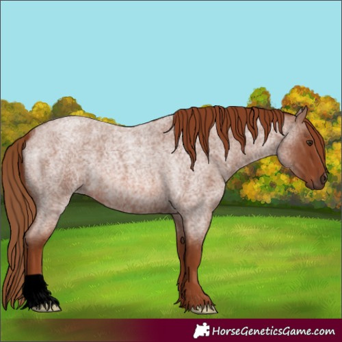 Horse Color:Red Roan 