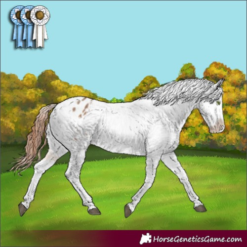 Horse Color:Bay Dun Appaloosa Rabicano 