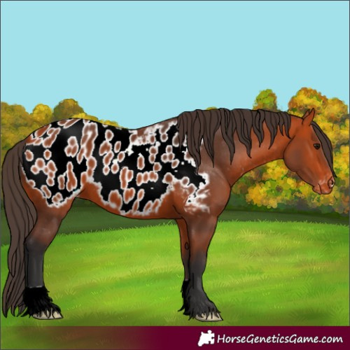 Horse Color:Bay Appaloosa 