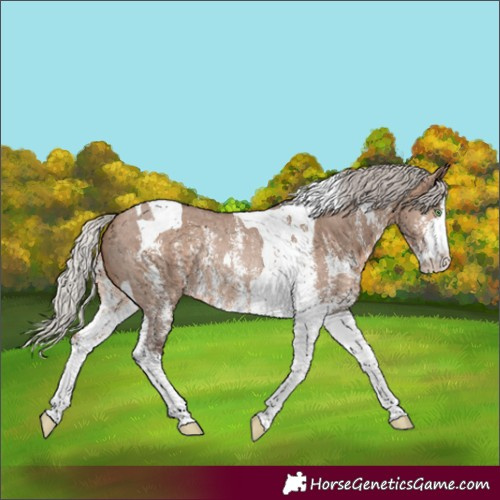 Horse Color:Silver Brown Dun Sabino Tobiano Rabicano 