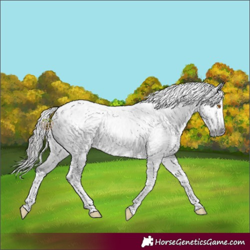 Horse Color:Gray Black Splash Tobiano Blanket
