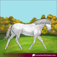 Horse Color:Gray Black Splash Tobiano Blanket 