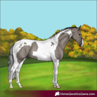 Horse Color:Grullo Tobiano Rabicano 