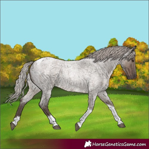 Horse Color:Silver Grullo Roan Tobiano 