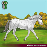 Horse Color:White Spotted Blue Roan Frame Appaloosa 
