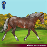 Horse Color:Silver Brown Sabino Rabicano 