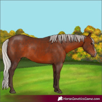 Horse Color:Silver Brown Sabino Rabicano 