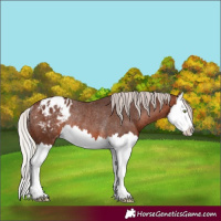 Horse Color:Silver Brown Splash Appaloosa Rabicano 