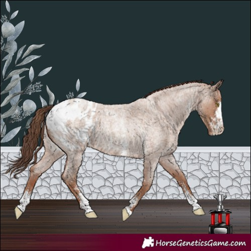 Horse Color:Classic Champagne Roan Sabino Blanket 
