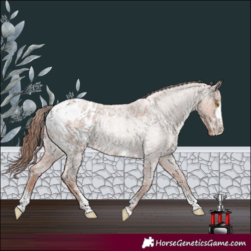 Horse Color:Classic Champagne Roan Sabino Appaloosa 