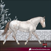 Horse Color:Classic Champagne Roan Sabino Appaloosa
