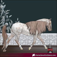 Horse Color:Classic Champagne Roan Sabino Appaloosa 
