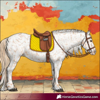 Horse Color:Chestnut Appaloosa