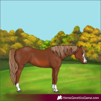 Horse Color:Chestnut 
