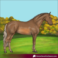 Horse Color:Chocolate Palomino 