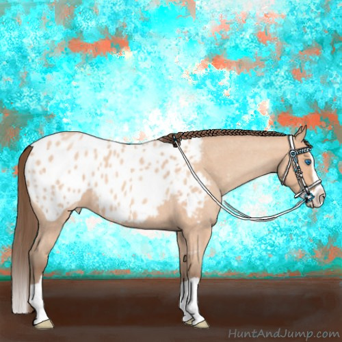 Horse Color:Amber Champagne Roan Splash Appaloosa 