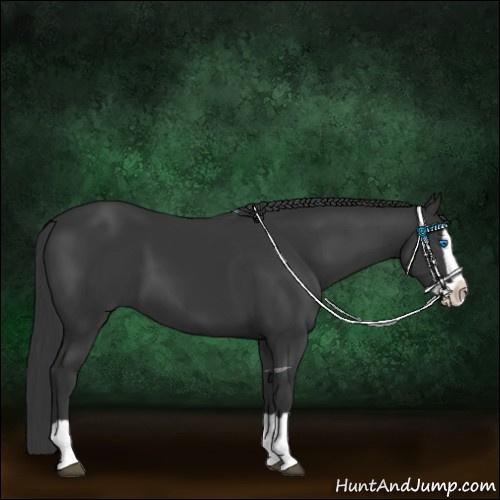 Horse Color:Black Splash
