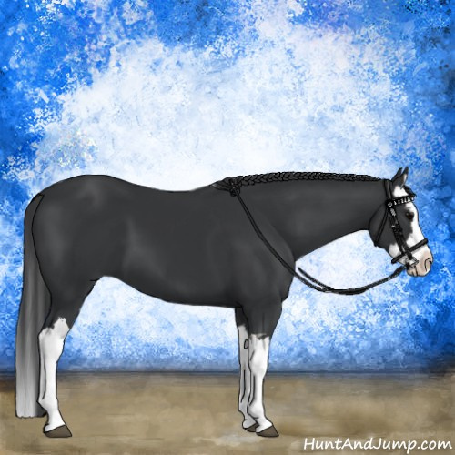 Horse Color:Black Splash