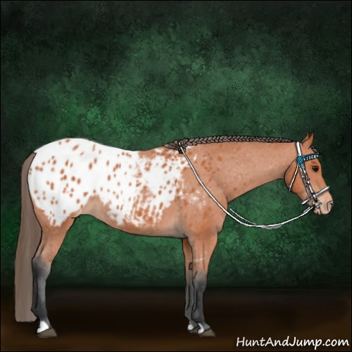 Horse Color:Bay Appaloosa