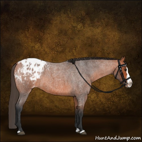 Horse Color:Bay Roan Splash Appaloosa 