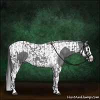 Horse Color:Blue Roan Sabino Splash  and Blue Roan Splash Tobiano 