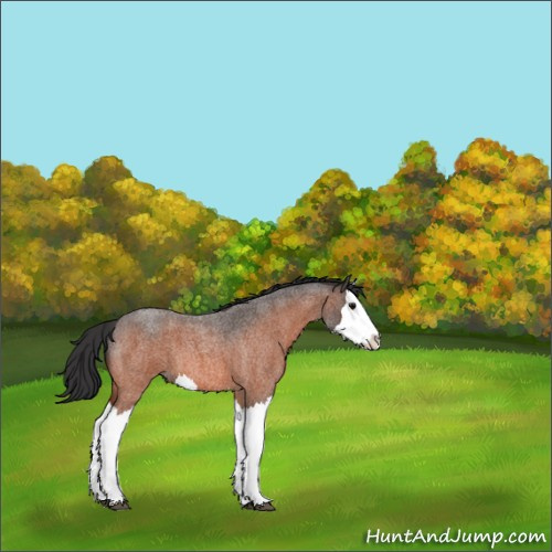 Horse Color:Bay Roan Splash 