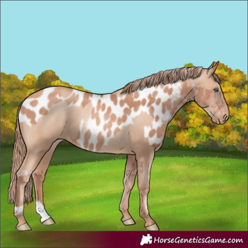 Horse Color:Gold Champagne Pearl Rabicano  and Gold Champagne Appaloosa Rabicano 