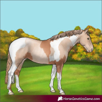 Horse Color:Gold Champagne Rabicano  and Gold Champagne Pearl Tobiano Rabicano 