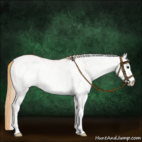 Horse Color:White Spotted Chestnut 