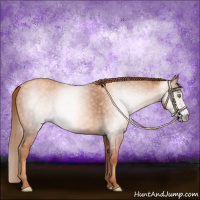 Horse Color:Gray Gold Champagne 