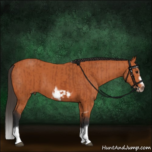 Horse Color:Bay Splash Frame  and Bay Splash Frame 