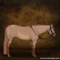 Horse Color:Red Dun Rabicano 