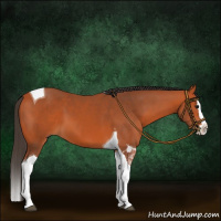 Horse Color:Bay Splash Tobiano 