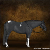 Horse Color:Black Tobiano Rabicano 