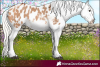 Horse Color:Silver Bay Dun Sabino Tobiano Frame Appaloosa Rabicano 