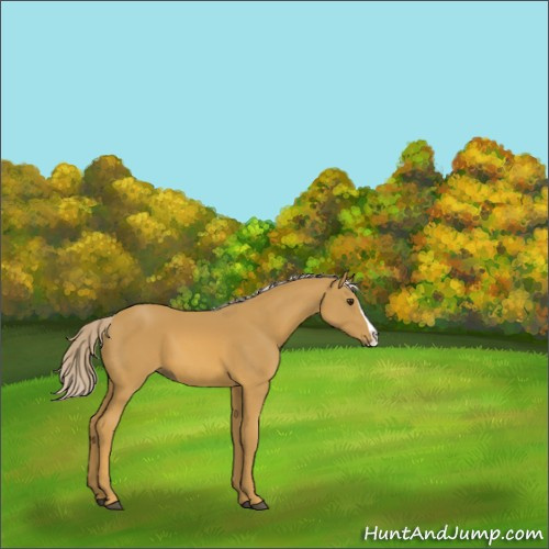 Horse Color:Palomino Splash 